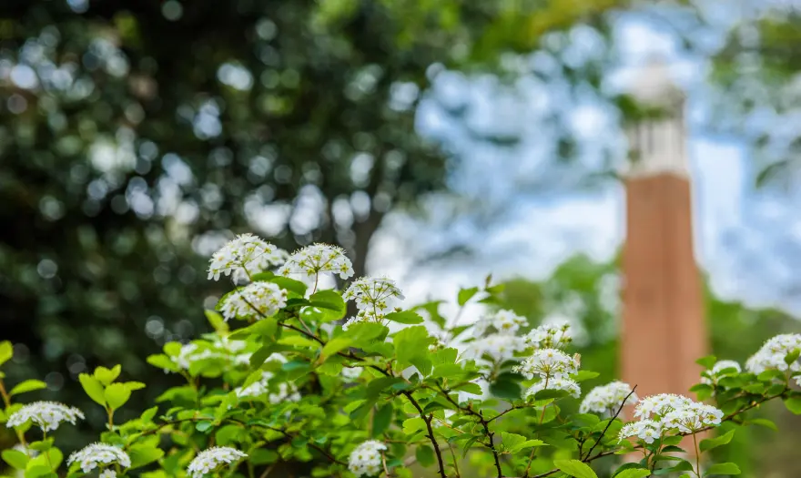 close up of flowers with denny chimes in the background